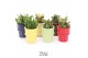 Crassula mix TRULY Crassula, ice cream 1 pp 