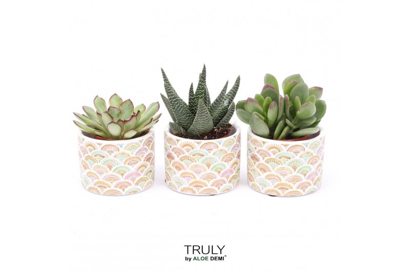 Succulenten TRULY Succulent, Sun 1 pp 