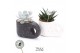 Succulenten TRULY succulent, Penguin pot Disco 1 pp 