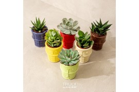 Succulenten TRULY Succulent, ice cream 1 pp