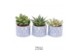Succulenten TRULY Succulent, Wave 1 pp