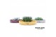 Arrangementen succulenten ROOTLESS Succulent, Squirrel bowl 1 pp 