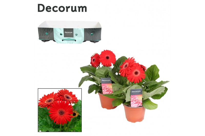 Gerbera flori line rood Gerbera 2+ bl. 12cm rood (diverse kleurtinten) 
