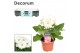 Gerbera flori line wit Gerbera 2+bl. wit met kraag Decorum 2 bl. 500 