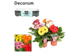Gerbera mix Gerbera 3+ bl. 12cm kraag Decorum 3 bl. 500