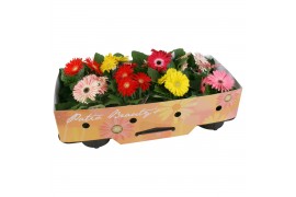 Gerbera mix Gerbera patio beauty 2+ met kraag gemengd 2 bl. 500