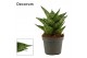 Sansevieria Sansevieria Brilliant Crown 6 cm (Decorum) 