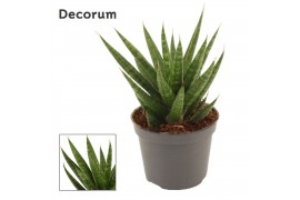 Sansevieria francisii Sansevieria Francisii 6 cm (Decorum)