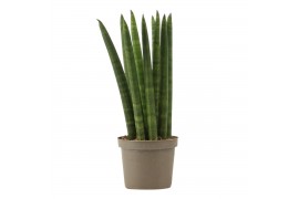 Sansevieria cylindrica Sansevieria Cylindrica 9 cm Straight