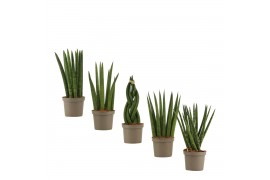 Sansevieria cylindrica Sansevieria Cylindrica 9 cm Mix