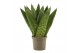 Sansevieria zeylanica Sansevieria Zeylanica Fan 9 cm 