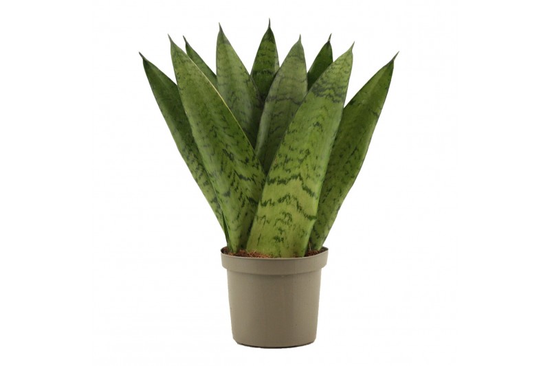 Sansevieria zeylanica Sansevieria Zeylanica Fan 9 cm 