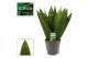 Sansevieria zeylanica Sansevieria Zeylanica Fan 12 cm 