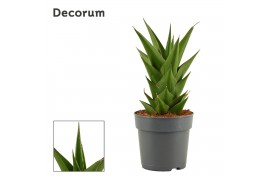 Sansevieria Sansevieria Temple Crown 12 cm (Decorum)