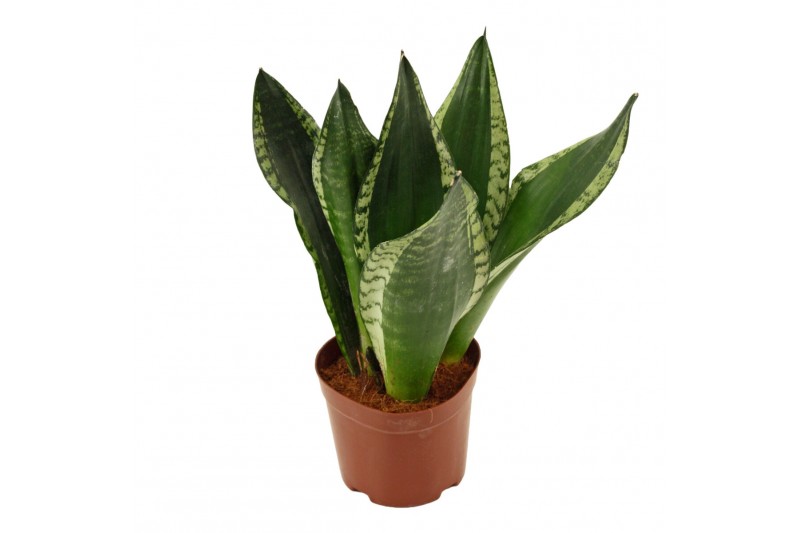 Sansevieria trifasciata Sansevieria Silver Flame 12 cm 