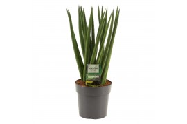 Sansevieria cylindrica Sansevieria Cylindrica 12 cm Fan