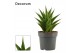 Sansevieria Sansevieria Temple Crown 14 cm (Decorum) 