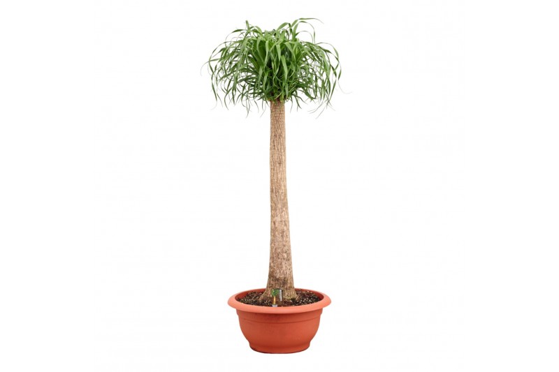 Beaucarnea recurvata Beaucarnea recht 55 cm 1 tak/plnt 
