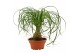 Beaucarnea recurvata Beaucarnea recht 16 cm schaal 1 tak/plnt 