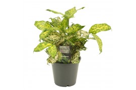 Dracaena surculosa florida beauty Dracaena Godsefiana 12 cm 5 pp