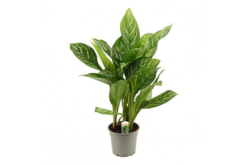 Aglaonema stripes Aglaonema 17 cm Stripes 1 pp 