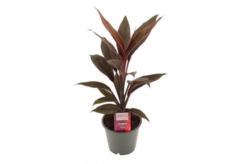 Cordyline fruticosa tango Cordyline Tango 12 cm 1 pp 