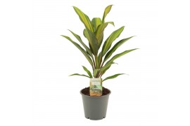 Cordyline fruticosa kiwi Cordyline Kiwi 12 cm 1 pp