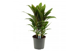 Cordyline fruticosa geraldo Cordyline Salsa toef 19 cm 3 pp