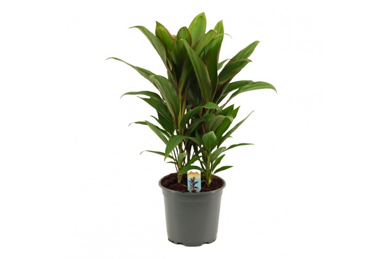 Cordyline fruticosa geraldo Cordyline Salsa toef 19 cm 3 pp 