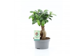 Ficus microcarpa ginseng Ficus microcarpa Ginseng Bonsai Schaal 1 pp