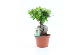 Ficus microcarpa ginseng Ficus micr. Ginseng 1 pp