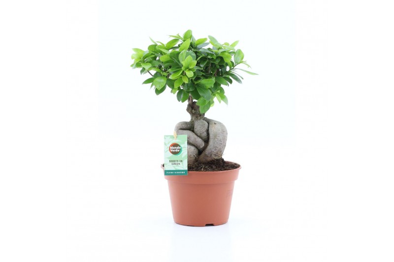 Ficus microcarpa ginseng Ficus micr. Ginseng 1 pp 