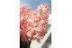Hyacinthus gipsy queen orientalis Hyacint Gipsy Queen 75 bl. 3 per pot 