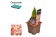 Hyacinthus gipsy queen orientalis Hyacint Gipsy Queen met etiket 30 bl 