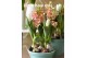 Hyacinthus gipsy queen orientalis Hyacint Gipsy Queen met etiket 30 bl 