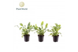 Phlebodium blue star Phlebodium Blue Star 7 cm