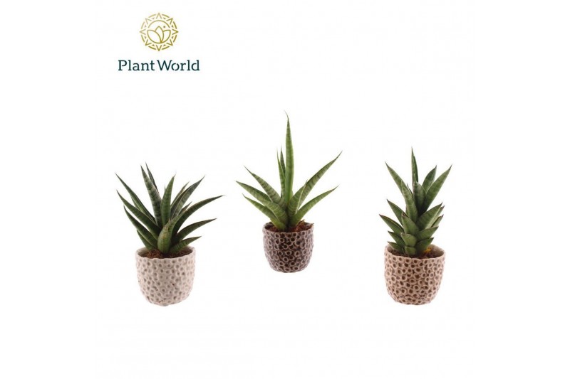 Sansevieria cylindrica Sansevieria luxe mix in pot Lizzy 