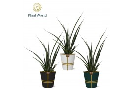 Sansevieria kirkii friends Sansevieria kirkii Friends in papercup Laur