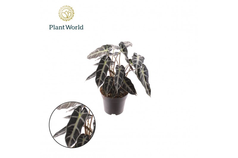Alocasia bambino arrow Alocasia Bambino Arrow 2 p.p. 1 pp 