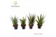 Sansevieria cylindrica Sansevieria mix P14 