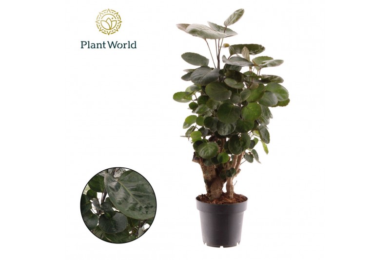 Polyscias fabian Polyscias Fabian 1 pp 