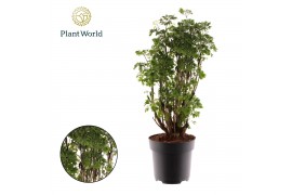 Polycias roble Polyscias Roble vertakt 1 pp