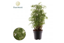 Polycias fruticosa Polyscias Hawaiiana Ming vertakt 1 pp