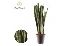 Sansevieria zeylanica Sansevieria Zeylanica 1 pp