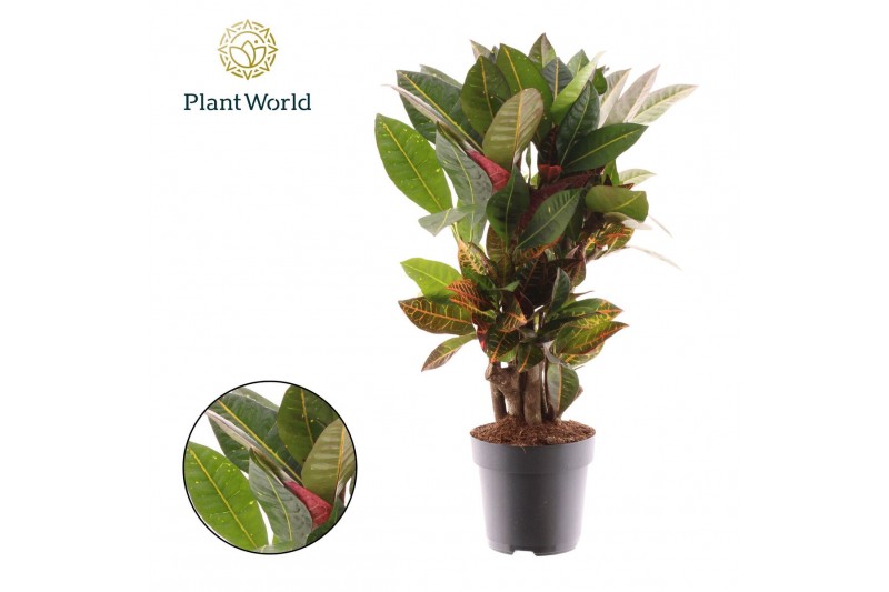 Codiaeum variegata petra Croton Petra vertakt 1 pp 