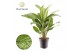 Aglaonema greenlight Aglaonema Greenlight 2 pp 