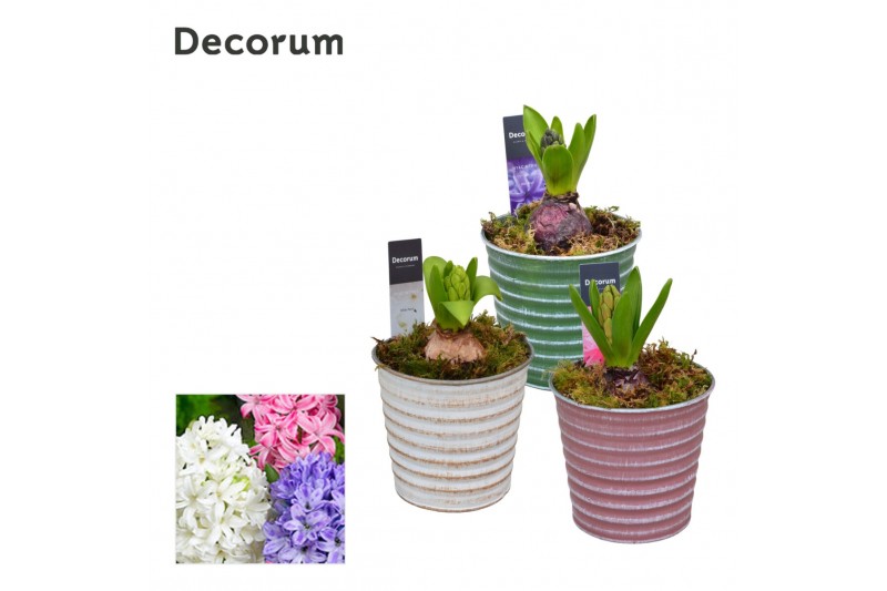 Arrangementen hyacinthus Hyacint Lucia HL19880 [PURE] 1 pp 30 bl. 1 pe 