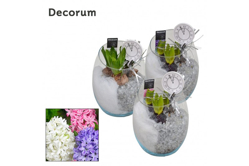 Arrangementen hyacinthus Hyacint Oblique HL11172NY [NEW YEAR] 3 pp 75  