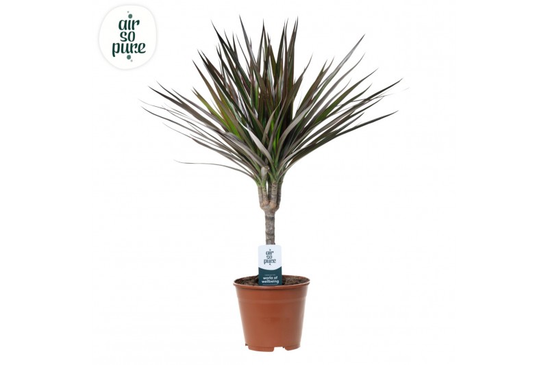 Dracaena marg. magenta Dracaena Magenta p14 1 pp 