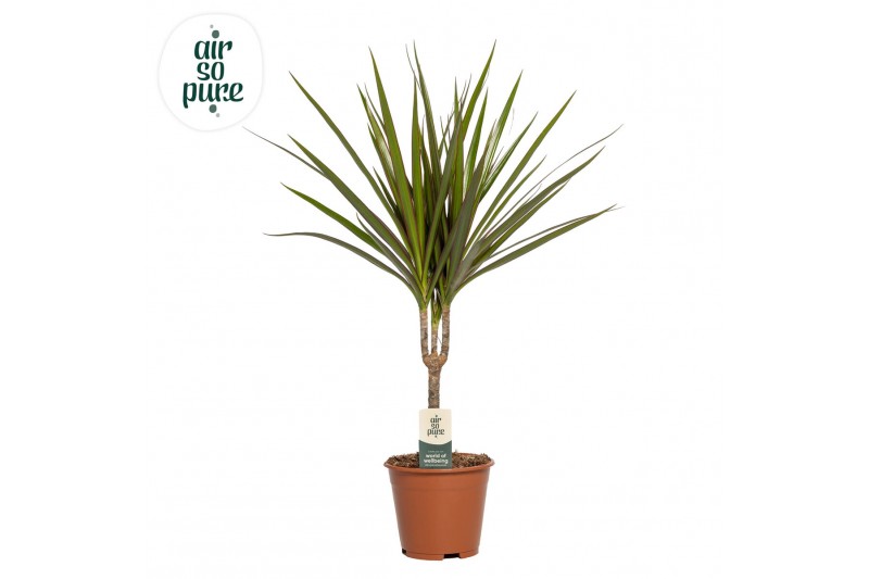 Dracaena marginata Dracaena Marginata p14 1 pp 